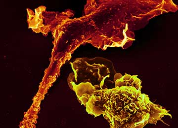 communicating_immune_cells_Meissner