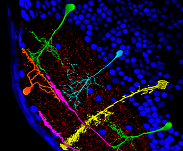 Neural_Circuits_Baier